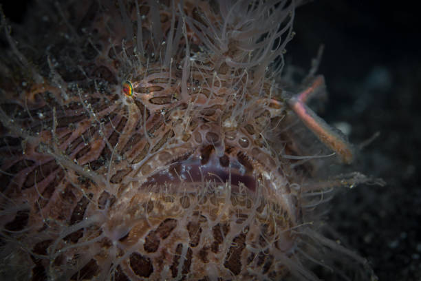 pesce rana peloso nello stretto di lembeh - pesce rana stretto -antennarius striatus - straited foto e immagini stock