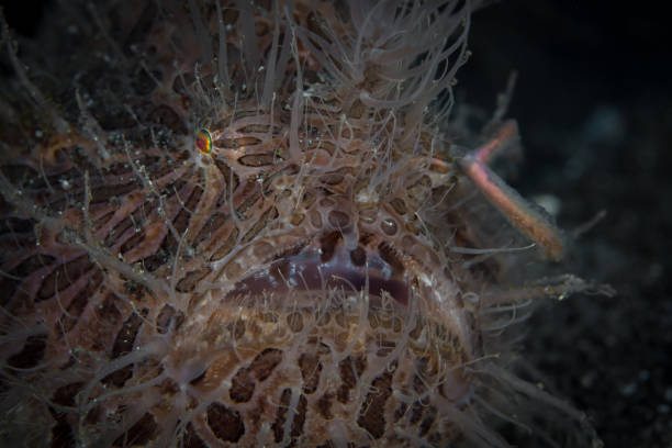 istock Hairy frogfish in the Lembeh Strait - Straited frogfish -Antennarius striatus 1445202020