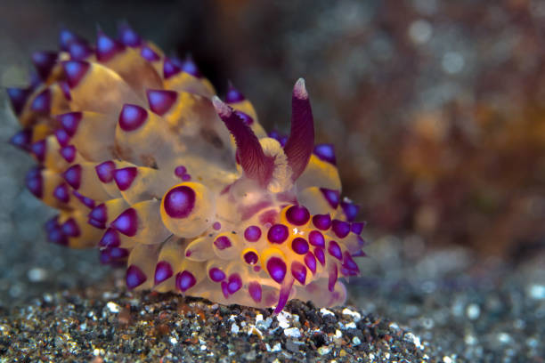 istock Colorful nudibranch Seaslug on Coral reef 1445202021