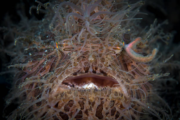 pesce rana peloso nello stretto di lembeh - pesce rana stretto -antennarius striatus - straited foto e immagini stock