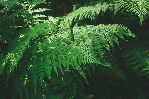 istock green fern in a shady forest close-up 1445202095
