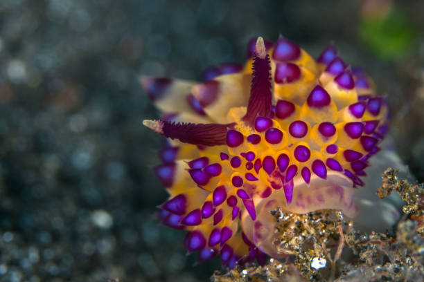 istock Colorful nudibranch Seaslug on Coral reef 1445202202