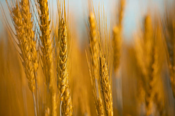 istock Wheat field harvest at sunset 1445202925