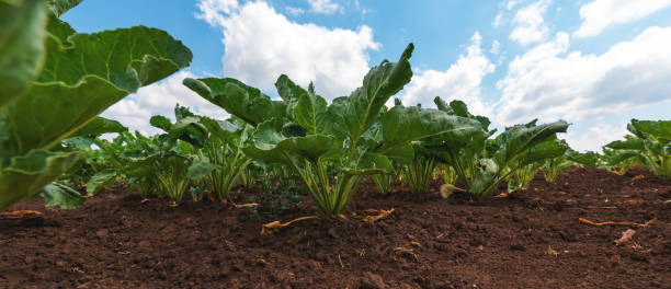 sugar beet root crop in the ground - sugar beet beet field vegetable imagens e fotografias de stock