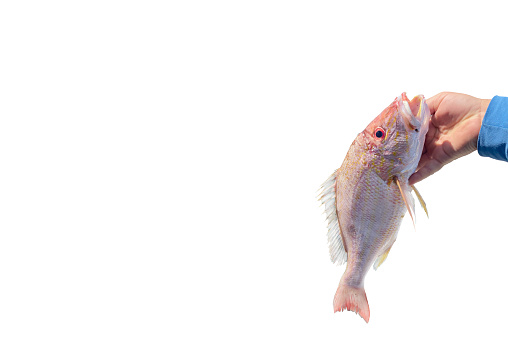 Portrait of young father with teenager son looking at fish on hook in hands outdoors