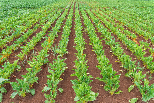 istock Sugar beet root crop plantation field in diminishing perspective 1445206643
