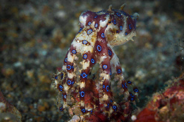 istock Beautiful blue ring octopus on coral reef 1445209269