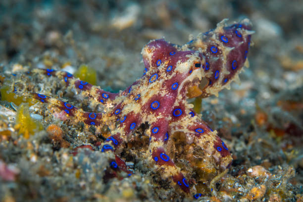 istock Beautiful blue ring octopus on coral reef 1445209556