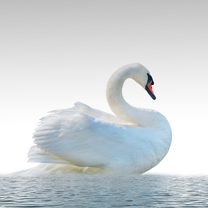 Swan isolated on a white surface.
