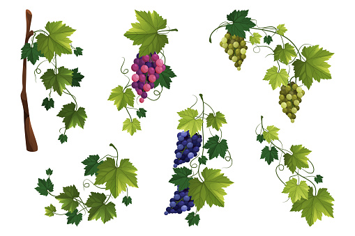 Grape vine or grape branch decorative elements, vector set. Isolated hanging grape twigs with green and purple berries. Framing or decor for banner design. Realistic vines, ornament or decoration.