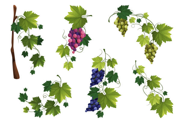 Grape vine or grape branch elements, vector set. Grape vine or grape branch decorative elements, vector set. Isolated hanging grape twigs with green and purple berries. Framing or decor for banner design. Realistic vines, ornament or decoration. swirly vines stock illustrations