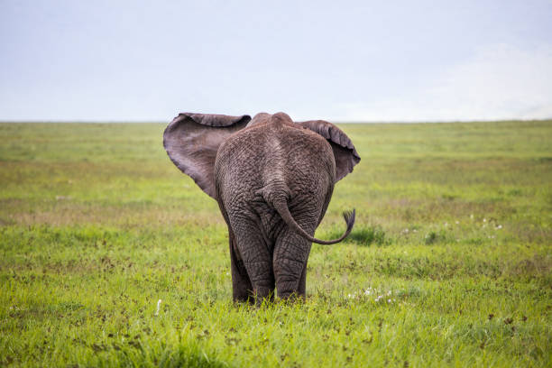 eléphant marchant vers l’horizon, tanzanie. - safari animals elephant rear end animal nose photos et images de collection