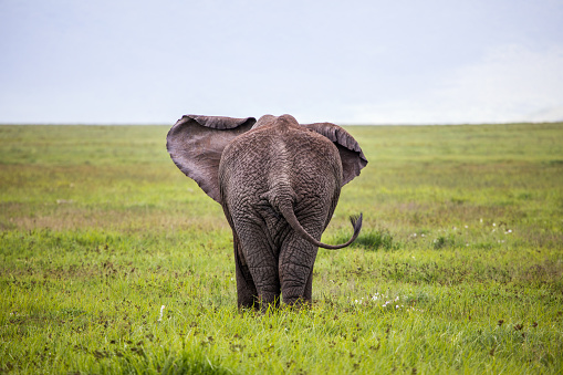 Elephant walking to the horizon, Tanzania.