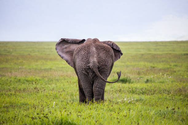 słoń idący po horyzont, tanzania. - safari animals elephant rear end animal nose zdjęcia i obrazy z banku zdjęć