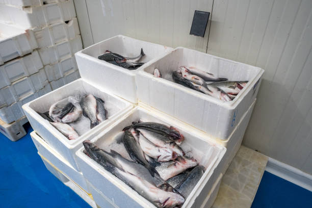 Sea bass in foam crates