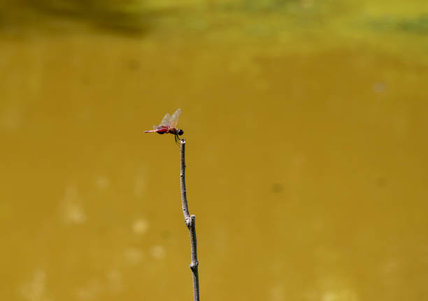 istock A delicate little Eastern Amberwing dragonfly on a twig 1445211082