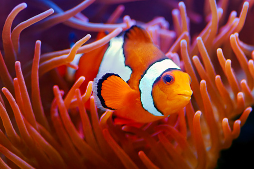 underwater coral reef landscape in the deep blue ocean with colorful fish and marine life