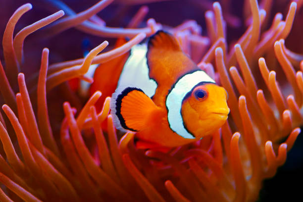 clown fish close-up of a clown fish also called anemonefish. anemonefish stock pictures, royalty-free photos & images