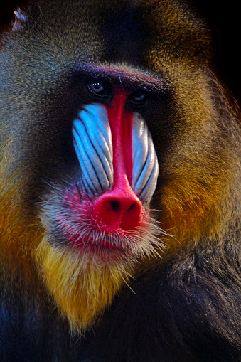 Funny Portrait of Smiling Barbary Macaque Monkey, showing teeth Isolated on Black Background