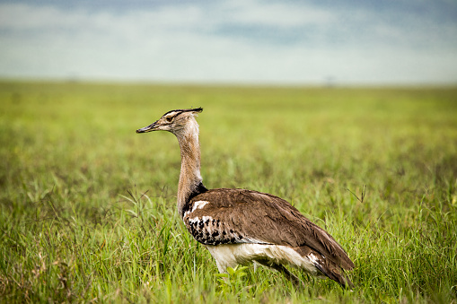 Kori bustard bird full body, side view, walking in grass, Ngorongoro Conservation Area, Tanzania.