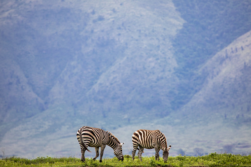 Two zebras eating grass in front of a mountain range in Ngorongoro Conservation Area, Tanzania.
