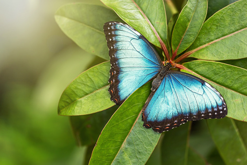 Blue Morpho Butterfly with open wings on green nature.