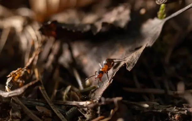 Photo of Red Wood Ant Closeup.
