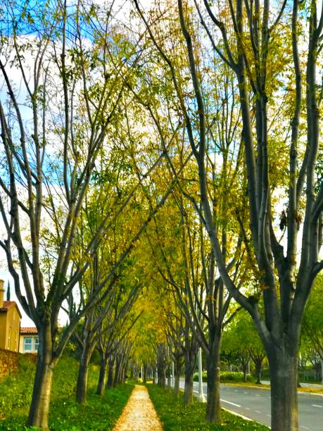 istock Autumn in Southern California 1445212864