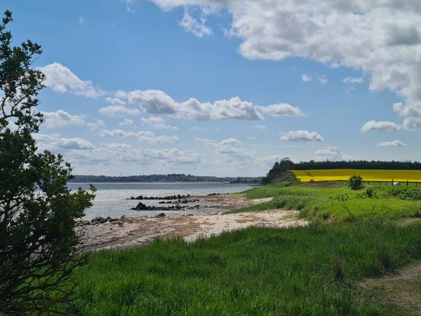 istock Rape field directly on the cliffs by the sea 1445212874