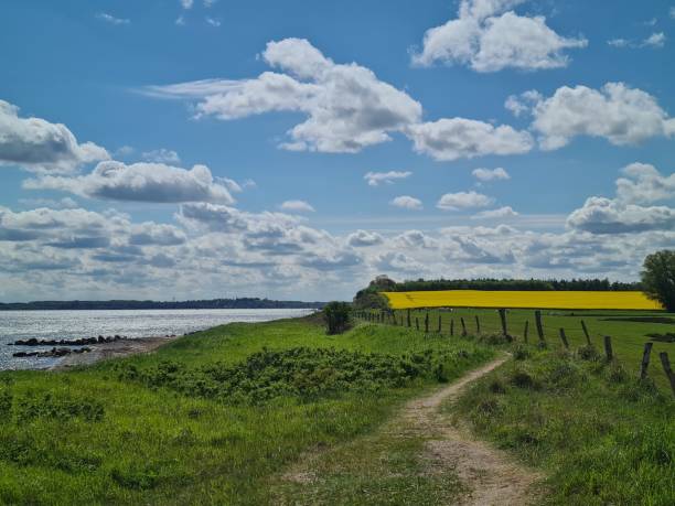 istock Rape field directly on the cliffs by the sea 1445212901