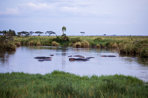 Hippos in a pond in Ngorongoro Conservation Area, Tanzania.