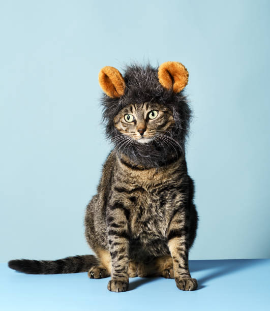 istock Cat masked like a lion 1445214727