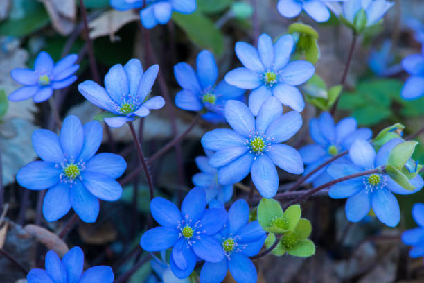 istock A beautiful spring flower, hepatica? Anemone hepatica? Hepatica nobilis - selective focus 1445215139