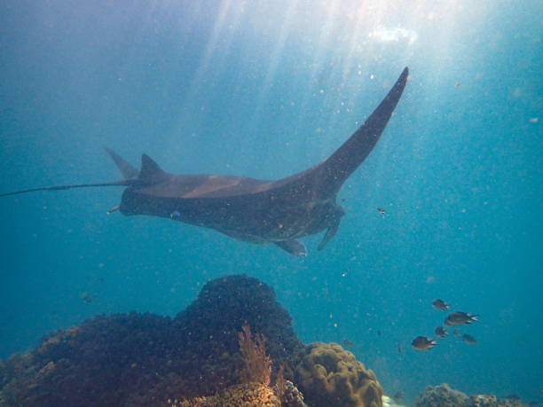 istock Manta ray swimming 1445216001
