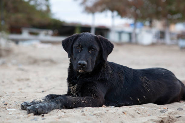 istock Playful dog enjoys its self at the beach. 1445216660