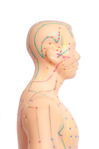Medical acupuncture model of human.