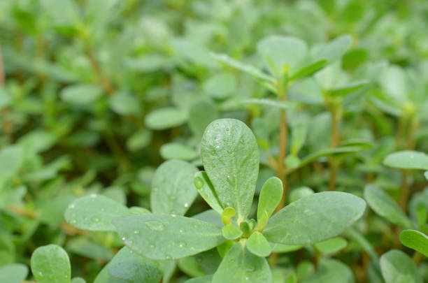 istock portulaca oleracea vegetable plants garden 1445217586