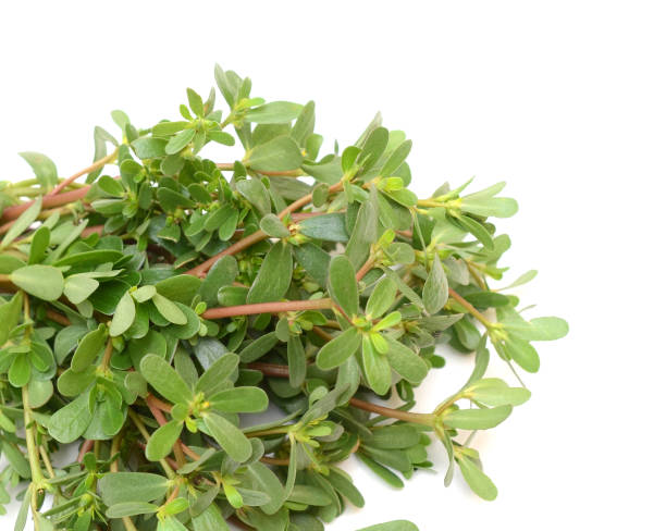 istock Purslane, portulaca oleracea vegetable 1445217633