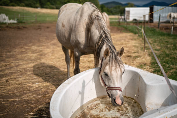 農場の古いプラスチック製の浴槽から水を飲む白いアラビアの馬、クローズアップワイドディテール - horse arabian horse arabia white ストックフォトと画像