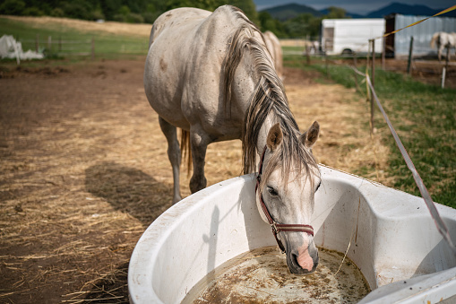 White Arabian horse drinking water from old plastic bathtub at farm, closeup wide detail.