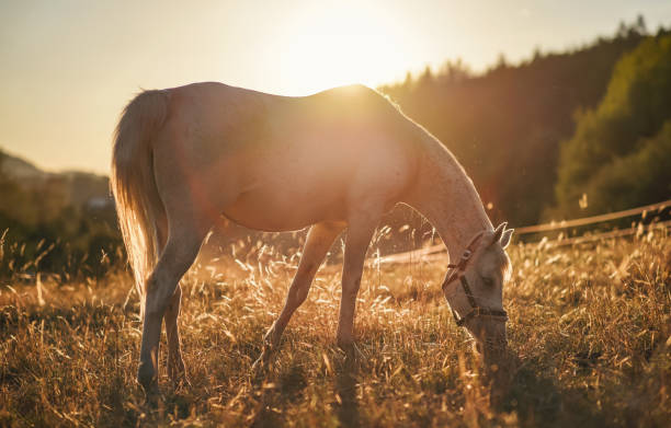 white arabian horse grazing on green field, view from side, afternoon sun backlight - horse arabian horse arabia white imagens e fotografias de stock