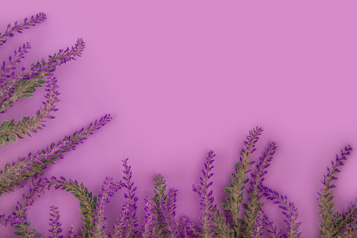 Branches of blooming lavender lie on a purple table. Top view