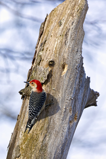 A vertical image of a Red-bellied Woodpecker (Melanerpes carolinus) perched on a grey and weathered dead tree.