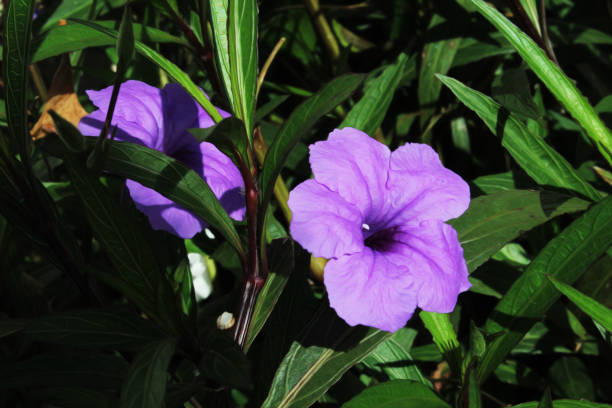 istock 2 Purple Ruellia Tuberosa Flowers 1445220942