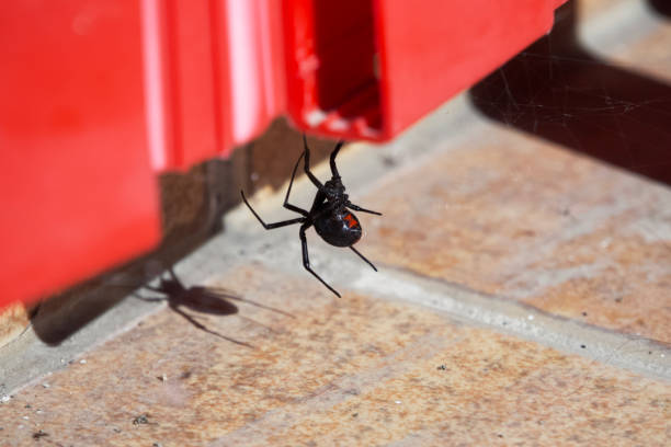 A black widow waiting for her prey in her spider web A black widow, with its characteristic shiny black colors and red hourglass-shaped patch, awaits its prey in its web tineola stock pictures, royalty-free photos & images