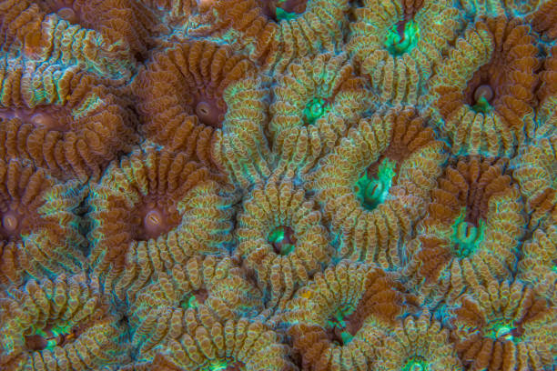 istock Close up detail of coral Polyps 1445221765