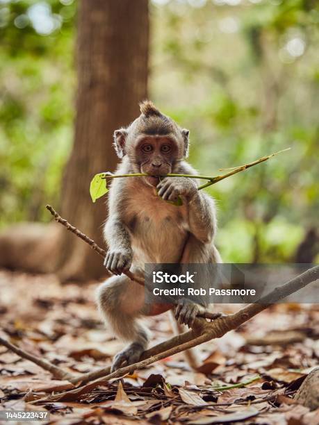 1.900+ Macaco Aranha fotos de stock, imagens e fotos royalty-free - iStock