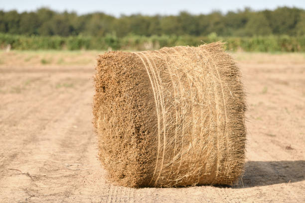 istock Bale of dry flax on the field 1445223489