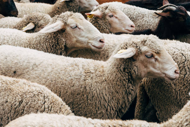 istock Flock of sheep passing through a cattle route 1445225660