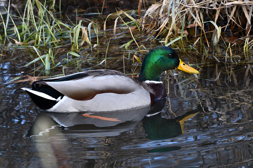 Male mallard duck overlooking a river - Mølleåen - and keeping an eye on the photographer